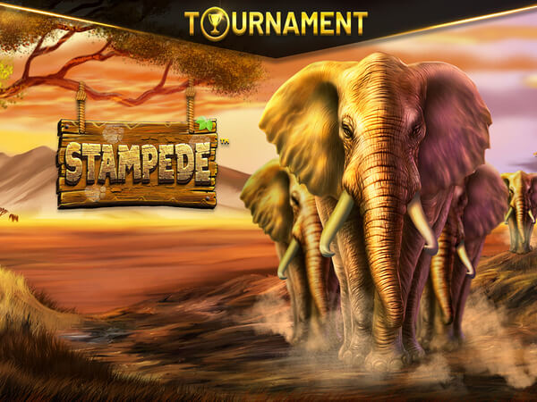 Big win plataforma